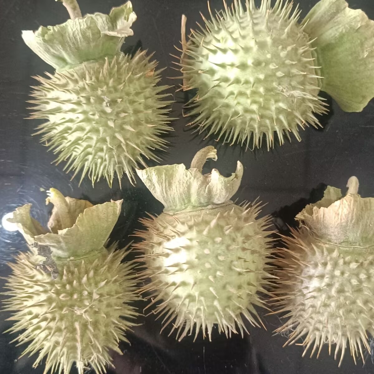Candle Making And Perfume - Dosettes de Datura séchées naturelles de