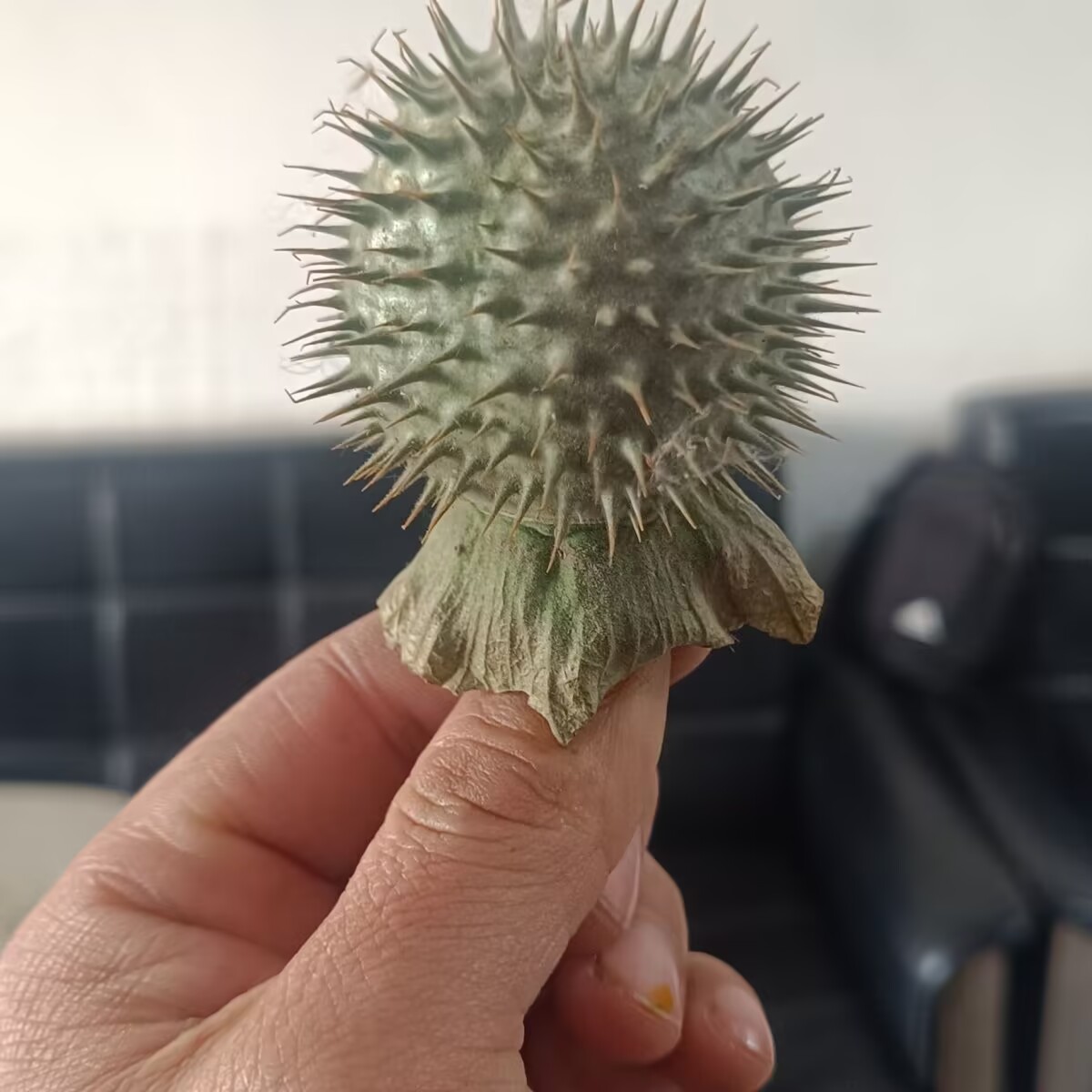 Dosettes de Datura séchées nat - Candle Making And Perfume avis et prix