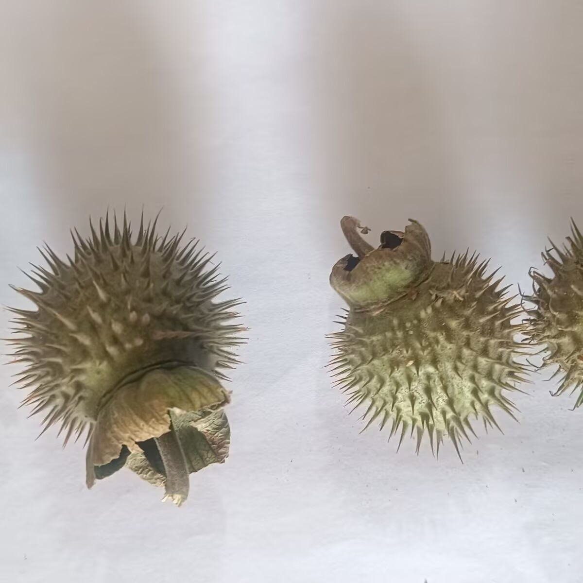 Dosettes de Datura séchées nat - Candle Making And Perfume avis et prix