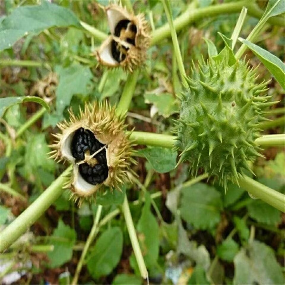 Dosettes de Datura séchées nat - Candle Making And Perfume avis et prix