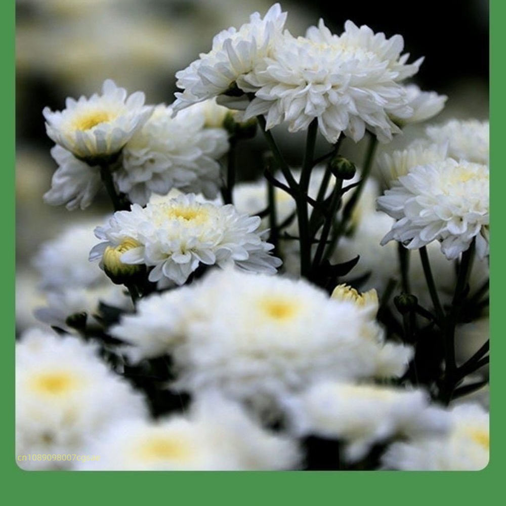 Matériaux naturels de fleurs s - Candle Making And Perfume avis et prix